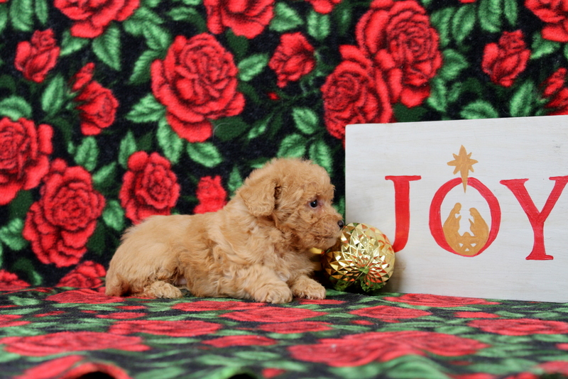 puppy, for, sale, Morkie-Poo, Matthew B. Stoltzfus, dog, breeder, Gap, PA, dog-breeder, puppy-for-sale, forsale, nearby, find, puppyfind, locator, puppylocator, aca